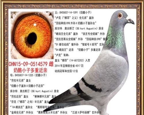中国最大信鸽信息网手机版(附录：中国信鸽信息网)