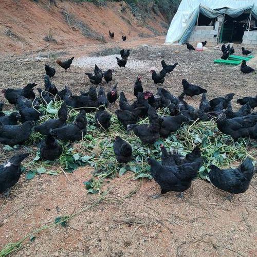 五黑鸡的养殖成本及利润(附录：五黑鸡养殖技术指导)