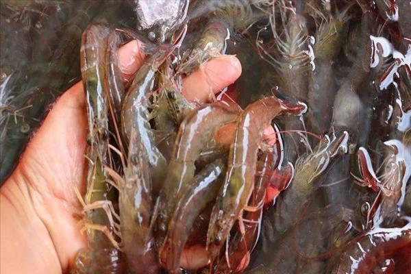 人工养殖的虾有激素吗(海捕大虾是养殖的吗)