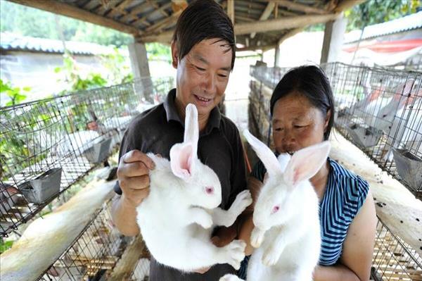 兔子好养殖吗(养兔子的成本有多高,利润有多高)