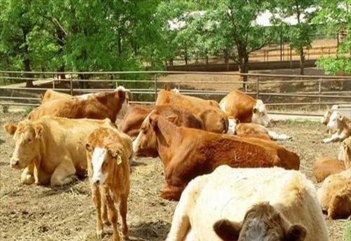 养殖业和畜牧业的区别在哪(养殖业和畜牧业的区别和联系)