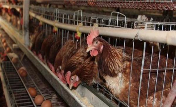 土鸡蛋养鸡专业户(土蛋鸡养殖成本与利润多少)