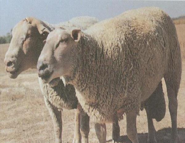 夏洛莱羊养殖基地(夏洛莱羊的优点与缺点,夏洛莱羊的繁殖性能)