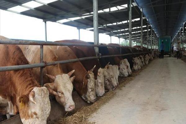 安徽肉牛基地【肉牛的养殖前景】