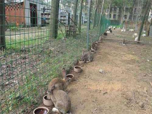 广西兔子养殖基地(广西兔子养殖加盟电话)