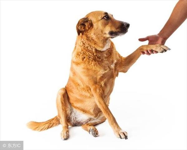 怎样教狗狗握手视频教程(怎么样教狗狗握手图片)