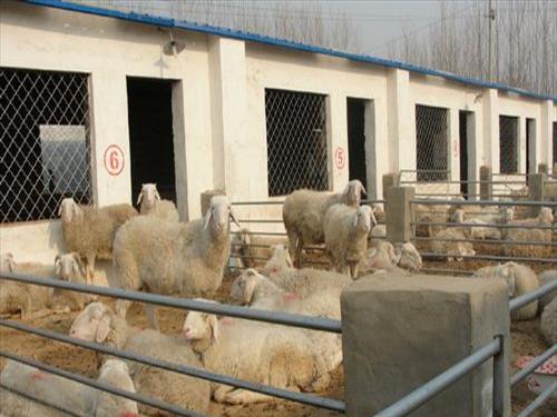 投资养殖羊场需要多少钱(养羊养殖场投资需要投资多少钱)