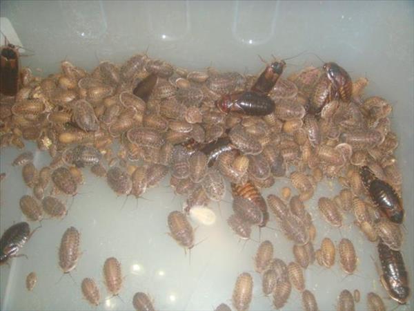 杜比亚蟑螂的寿命是多久(杜比亚蟑螂的养殖)
