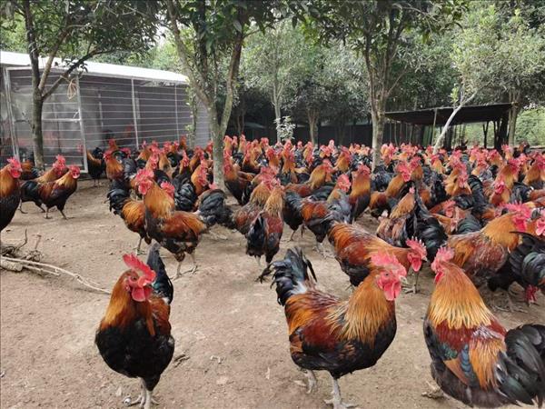 林下养鸡需要具备什么条件【适合林下养殖的鸡品种有哪些】