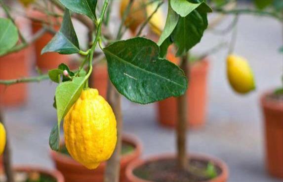 柠檬盆栽的养殖方法和注意事项视频(柠檬盆栽的养殖方法和注意事项盆)