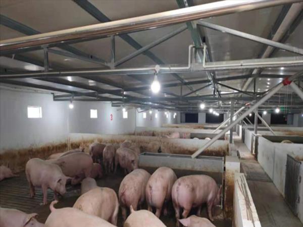 生猪养殖场建设方案模板(生猪养殖场建设技术方案)