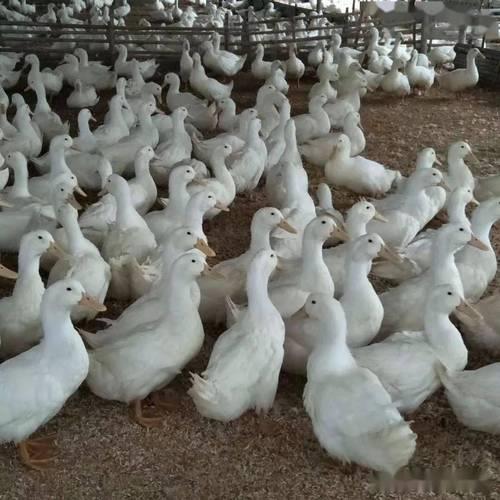 白鸭养殖真的能赚钱吗(延申：养殖白鸭子的技术方法有哪些)