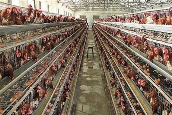自动化养鸡一万只设备多少钱(养殖蛋鸡的成本和利润蛋鸡养殖基地的建设)