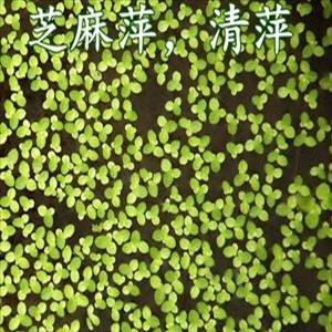 金鱼藻属于开花植物吗(附录：金鱼藻是开花植物还是不开花植物)