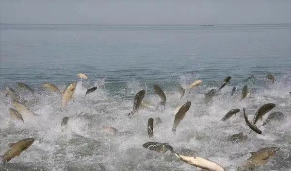 青海湖最大的湖泊(青海湖最大的鱼是什么鱼)
