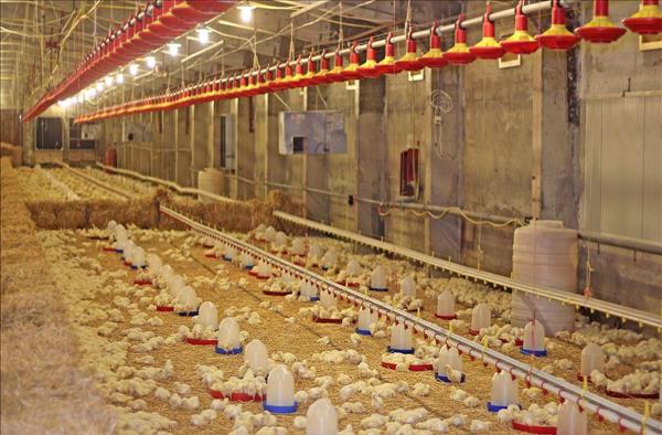 鸡鸭养殖场用什么消毒【鸡鸭养殖场社会实践报告】