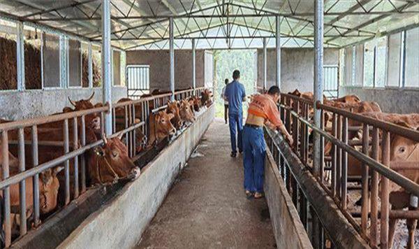 黄牛养殖利润与成本怎么样选择黄牛品种(扩展：养殖黄牛的成本及利润怎么样)